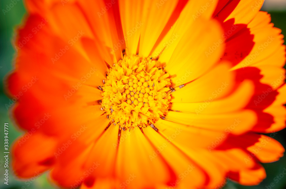 fleur orange fleur orange