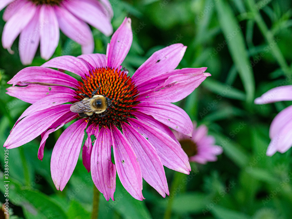 Fototapeta premium Bee flower spring