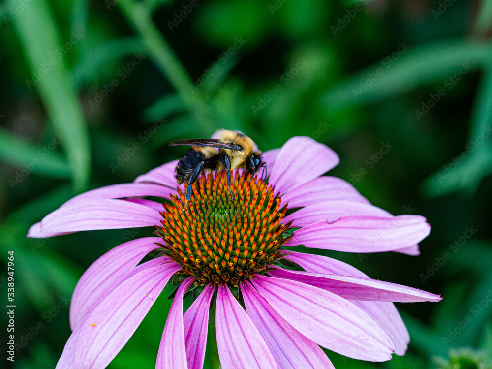 Green Bee flower spring Green Bee flower spring