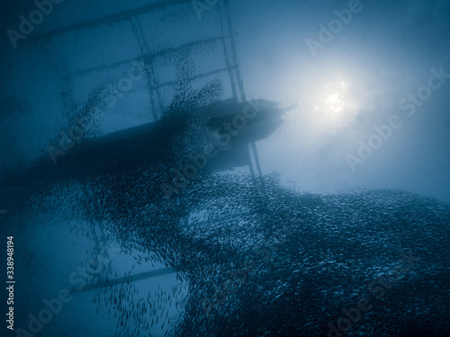 A large school of sardines under a traditional wooden fishing boat