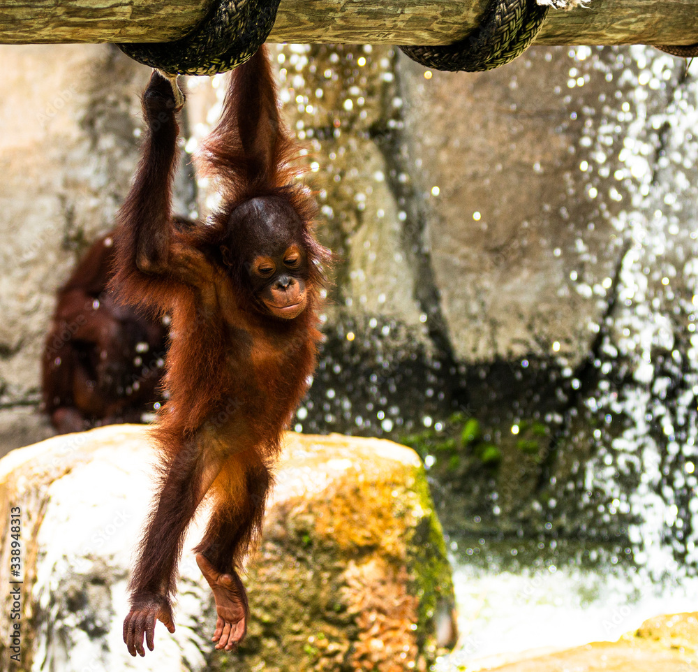 Obraz premium Young orangutan hanging and playing in a zoo