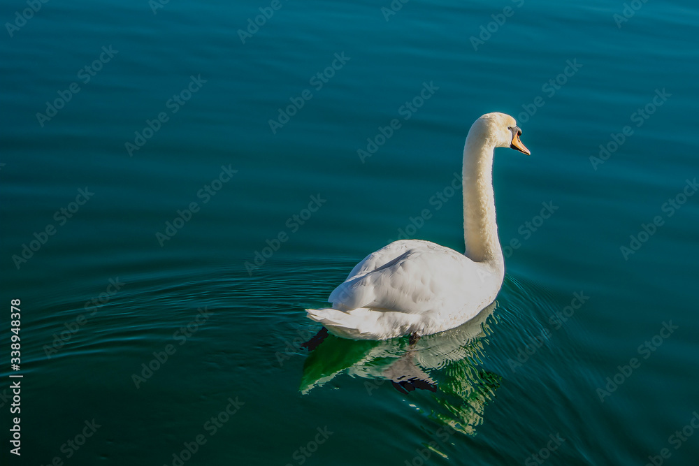 Cygne
