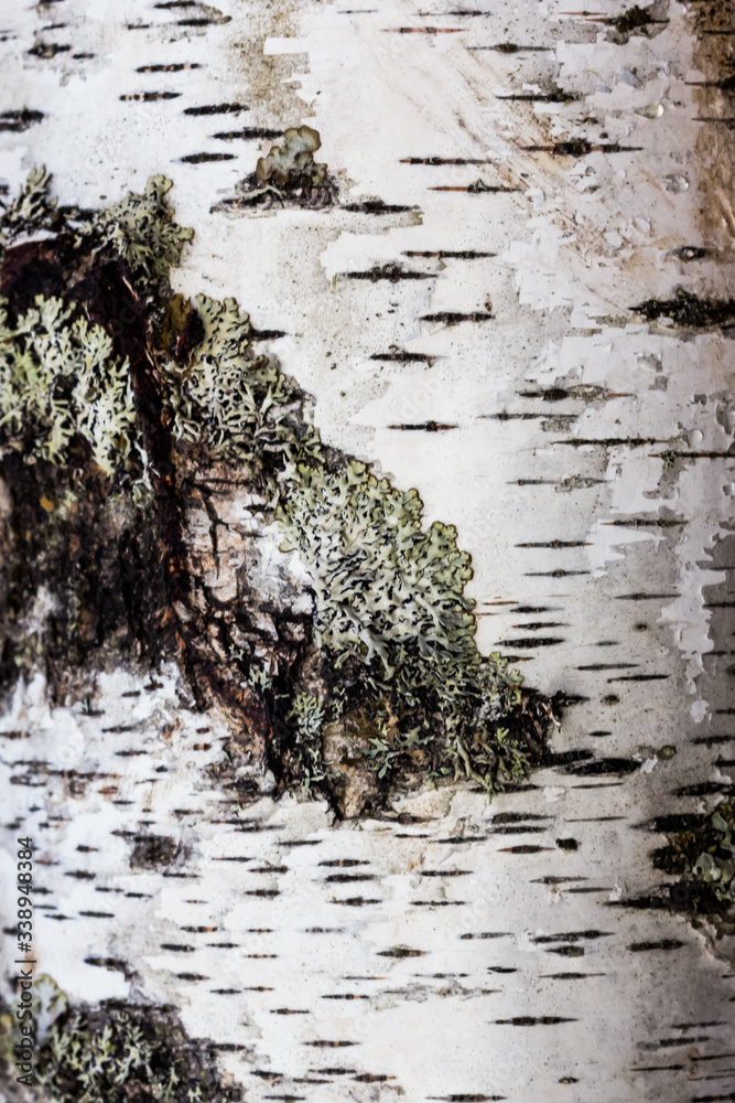 Obraz premium white birch bark with moss and cracks