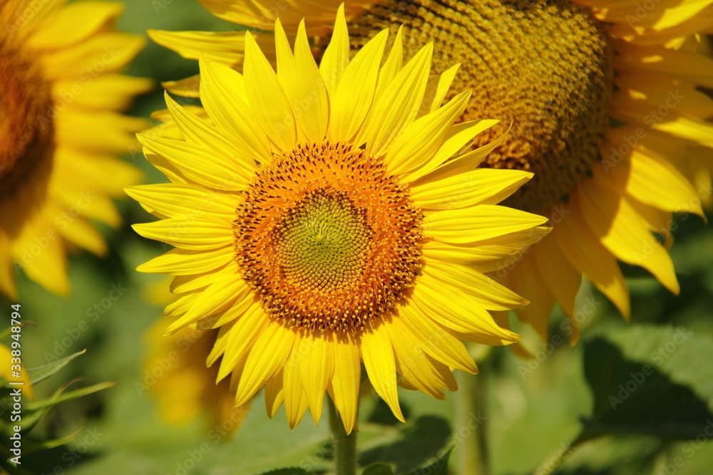 Fototapeta premium yellow blooming bright flower of sunflower, agricultural scene of the countryside, farm season 