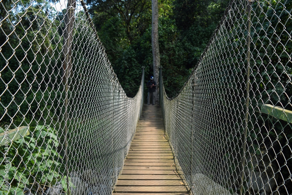 A suspension bridge in the wild forest jungles of Rwenzori Mountains, Uganda