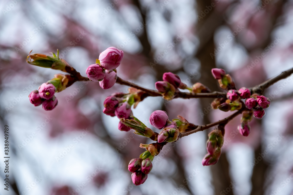One brief season moment in spring time is the blooming of sakura tree. One brief season moment in spring time is the blooming of sakura tree.