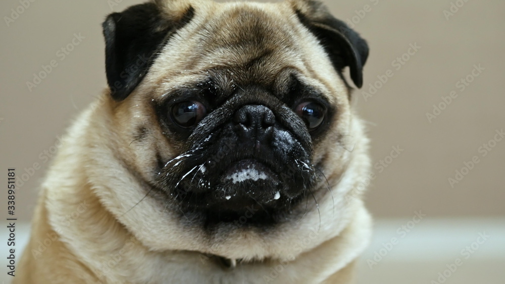 Funny surprised pug dog with dirty smeared face, stole yogurt