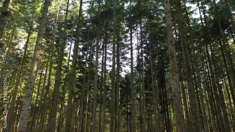 Slow backward flying between trees in conifer green forest landscape. Slow backward flying between trees in conifer green forest landscape.