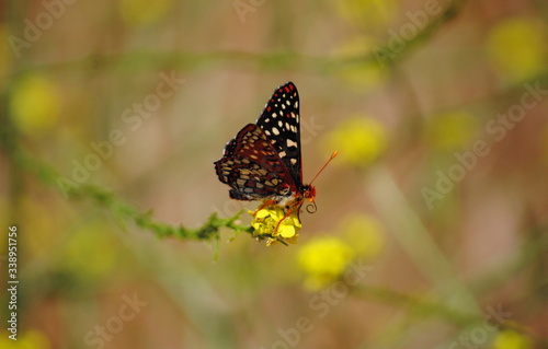 Butterfly Caught on Yellow Flower