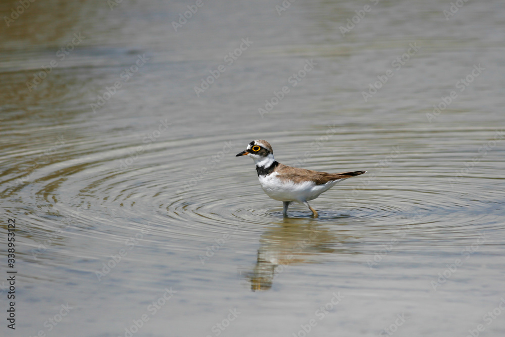 Charadrius hiaticula, Türkiye'de yaşayan bir su kuşu türü Charadrius hiaticula, Türkiye'de yaşayan bir su kuşu türü