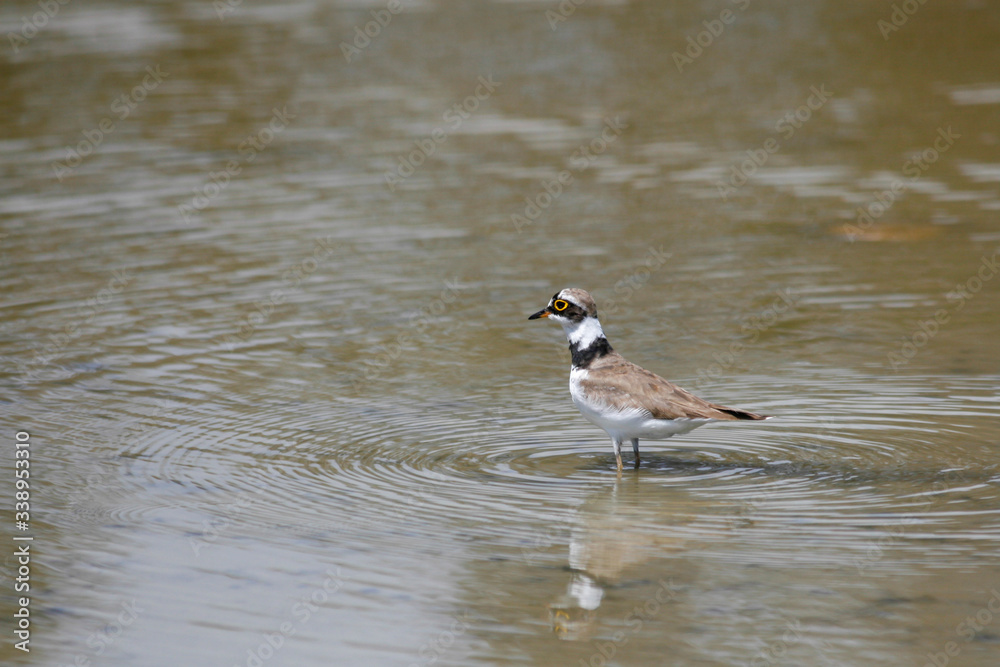 Charadrius hiaticula, Türkiye'de yaşayan bir su kuşu türü Charadrius hiaticula, Türkiye'de yaşayan bir su kuşu türü