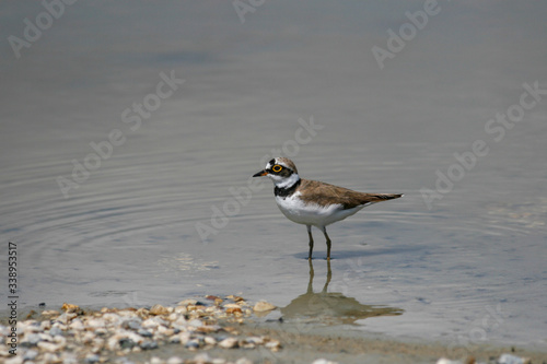 Charadrius hiaticula  T  rkiye de ya  ayan bir su ku  u t  r  