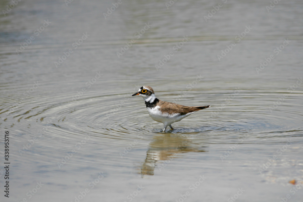 Charadrius hiaticula, Türkiye'de yaşayan bir su kuşu türü Charadrius hiaticula, Türkiye'de yaşayan bir su kuşu türü