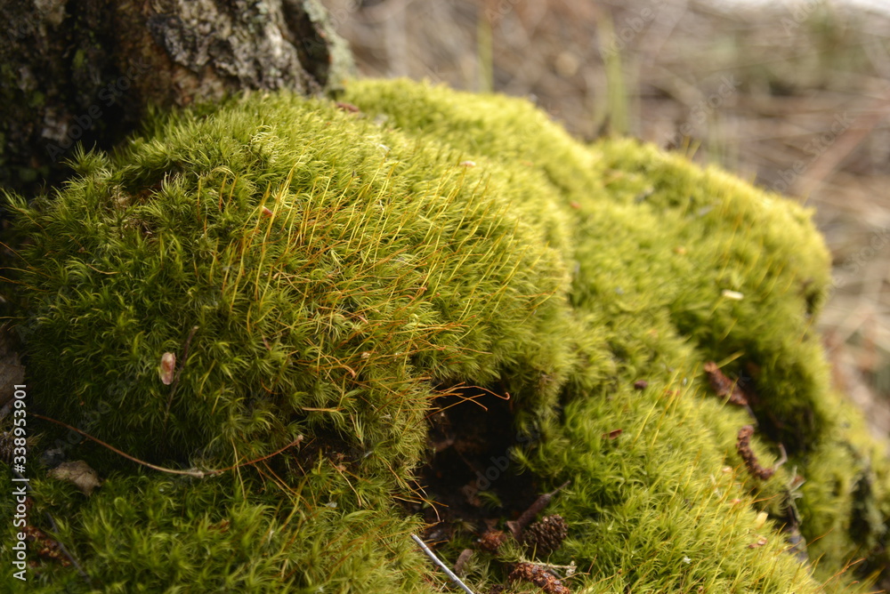 Southern Karelia, Finland, May,10, 2014. Green moss on a tree bark. Macro view. Southern Karelia, Finland, May,10, 2014. Green moss on a tree bark. Macro view.