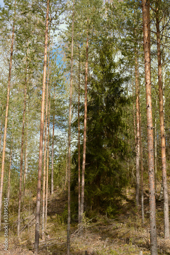 Southern Karelia  Finland  May 10  2014. Green fir-tree in spring pine-tree forest.