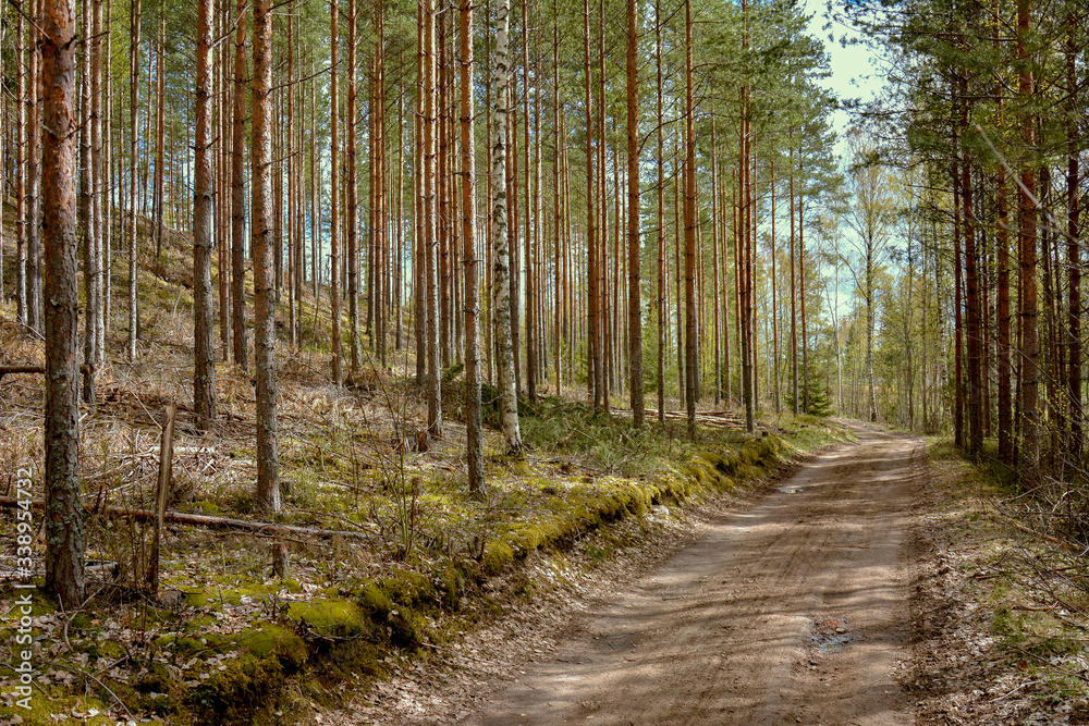 Fototapeta premium Southern Karelia, Finland, May,10, 2014, a sandy road through pine-tree and birtch forest in spring