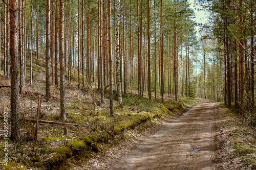 Southern Karelia, Finland, May,10, 2014, a sandy road through pine-tree and birtch forest in spring photo
