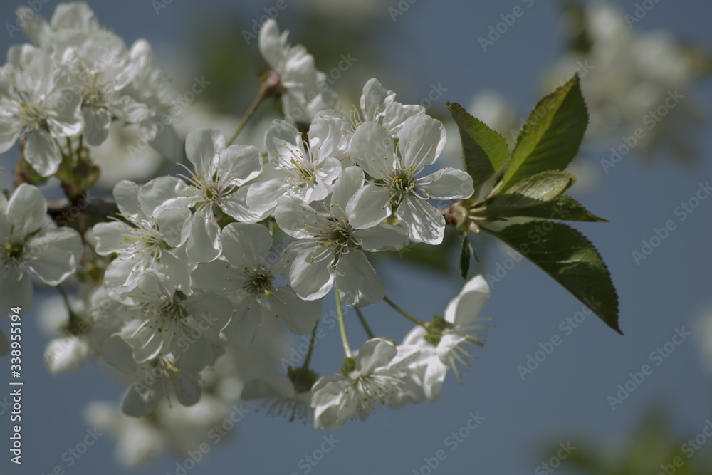 Obraz premium Spring cherries with soft background.