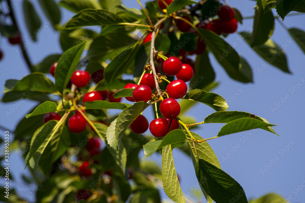 cherry branch with red juicy fruits and green leaves.