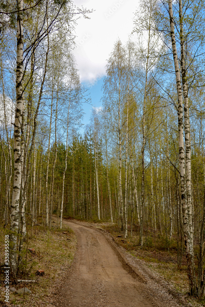 Fototapeta premium Southern Karelia, Finland, May,10, 2014, a sandy road through pine-tree and birtch forest in spring