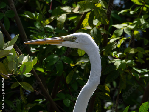 Siesta Key Great Egret