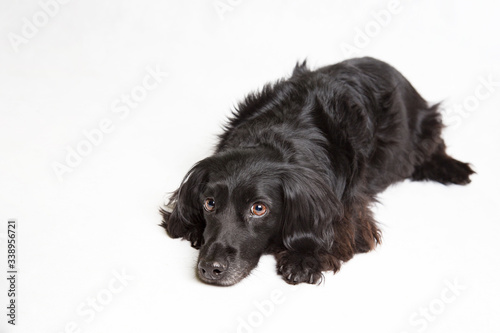 Leżący czarny pies na białym tle