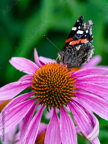 Flower pollen macro