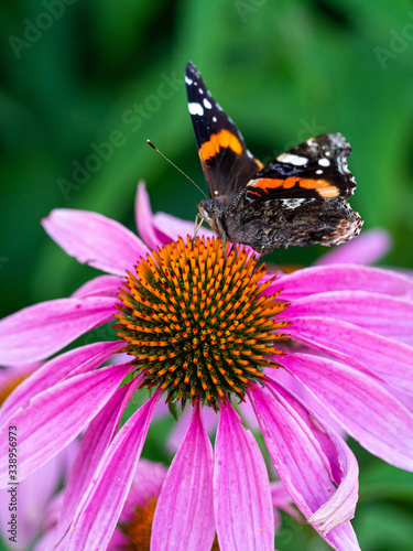 Soft butterfly flower landing