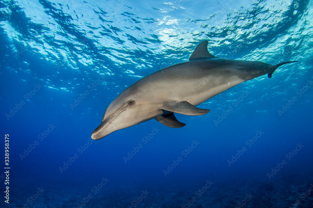 dolphin underwater dolphin underwater