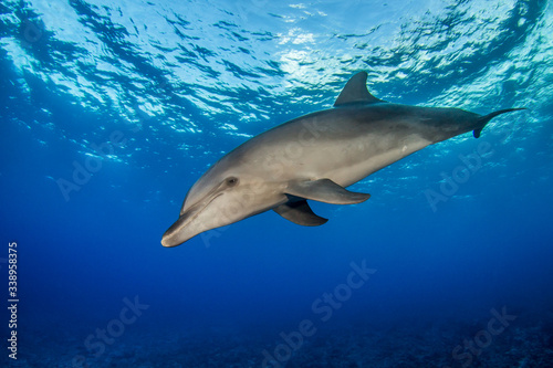 dolphin underwater