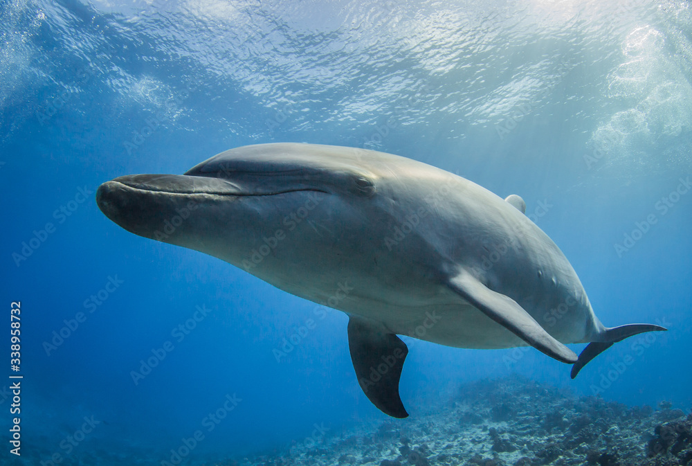 Naklejka premium dolphin in the sea