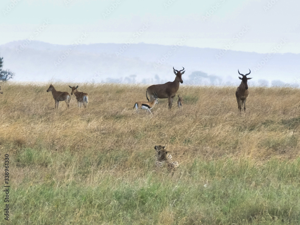 a cheetah pair stalking hartebeest and gazelle at serengeti a cheetah pair stalking hartebeest and gazelle at serengeti
