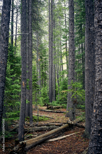 path in the rockes