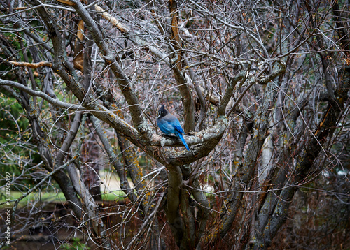 blue jay on a branch