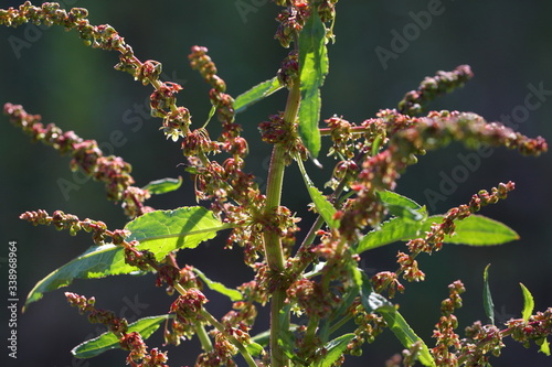 Close-up of a Bitter Dock plant ( Rumex obtusifolius ) a ruderal surface in bloom photo