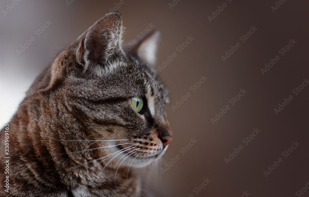 Portrait of the head of a brown-striped cat in profile. Feline face with bright green eyes, close-up. European Shorthair cat looks away.