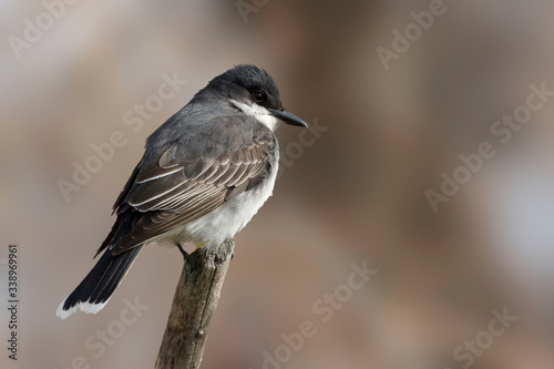 Eastern Kingbird, Tyrannus tyrannus, on a perch