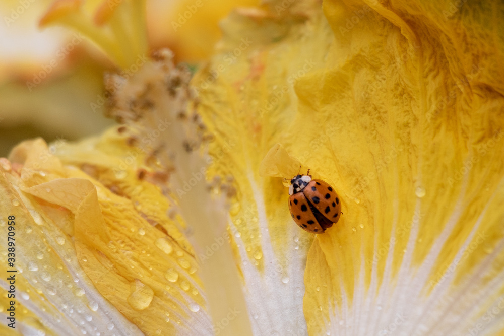 Ladybug on yellow flower forest Ladybug on yellow flower forest