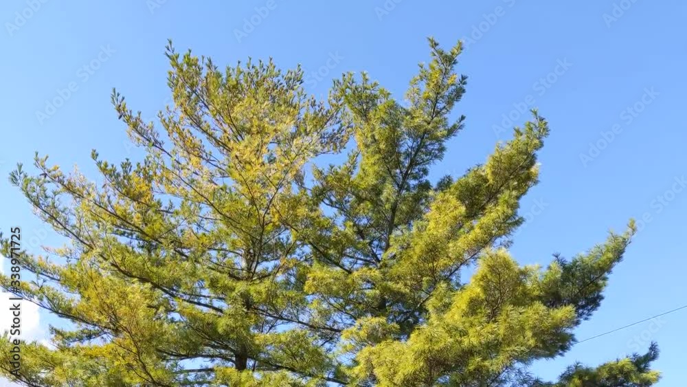 Pine Trees in the Wind Pine Trees in the Wind