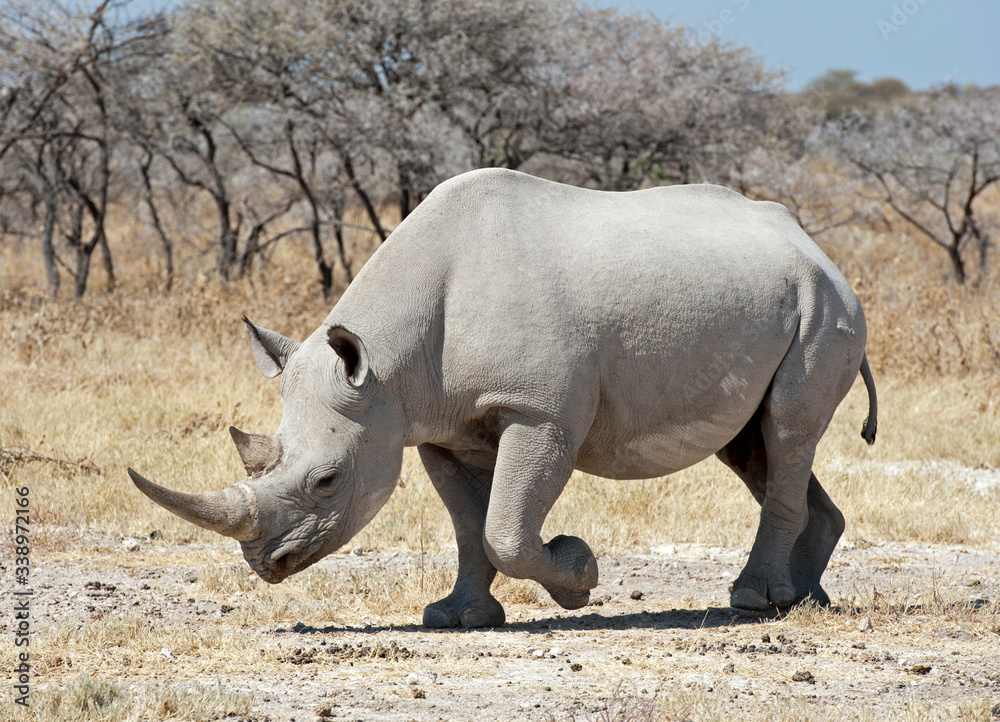 Obraz premium rhinoceros in Etosha National Park Namibia, Africa.