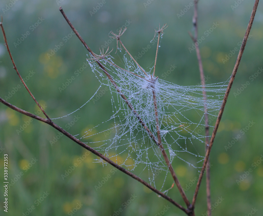 A three-dimensional web of an arachnid, the dew caught in it early in the morning 2