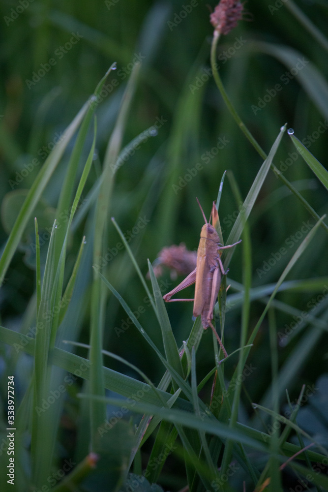 brown grasshopper sitting on a spring morning in the midst of deep green grass on which the last drops of the morning dew still shimmer ver.1