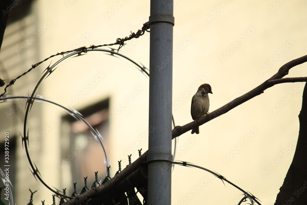 jail bird