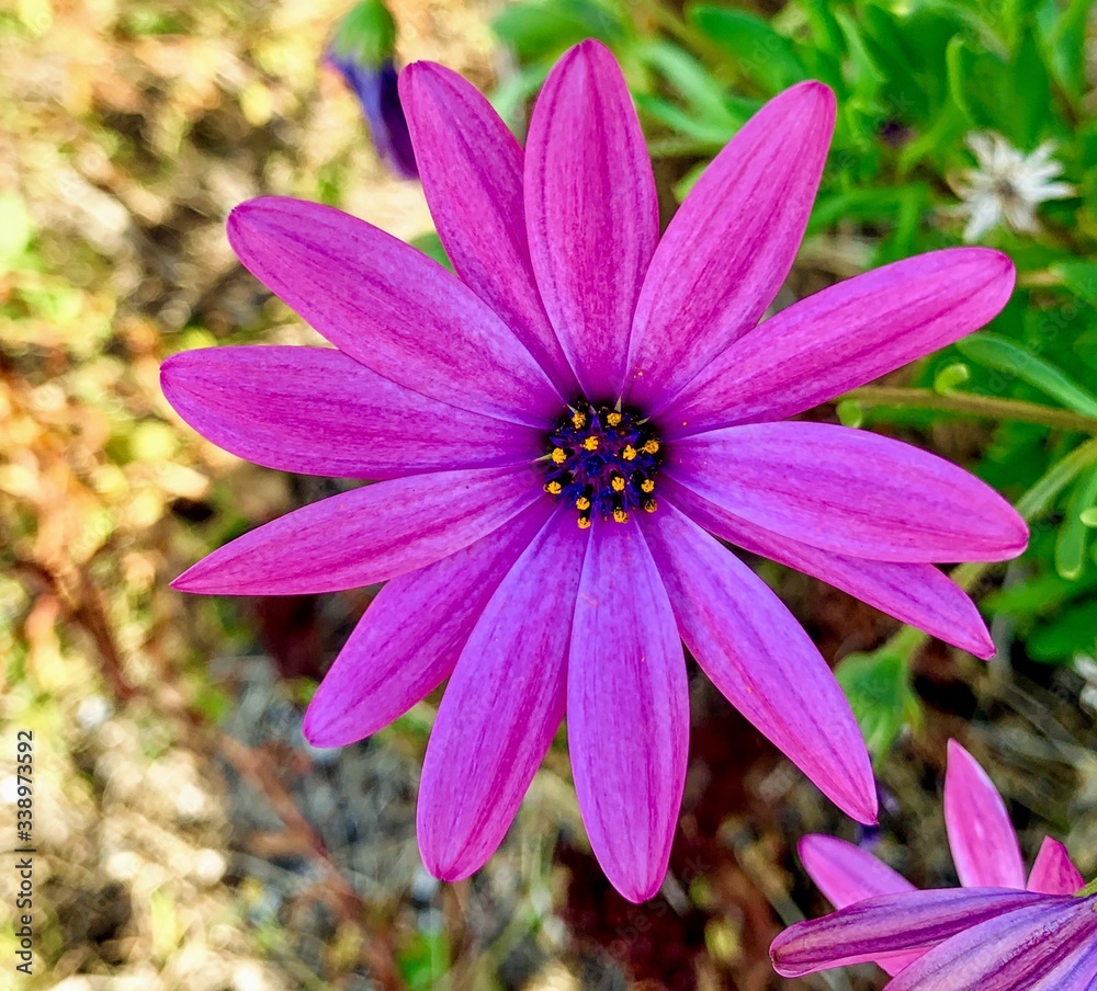 Blume in Garten Blume in Garten