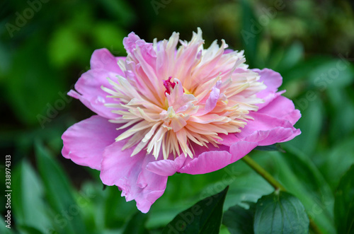 Pink  beautiful peony in the summer garden.