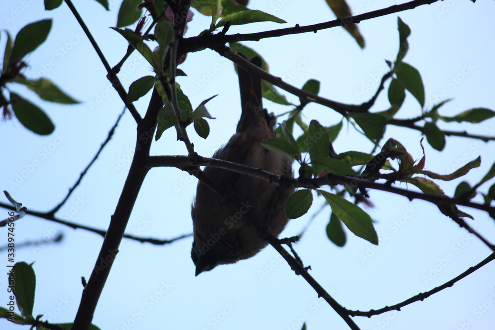 spring bird