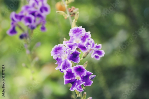 naturaleza viva