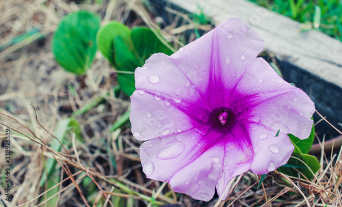 naturaleza viva