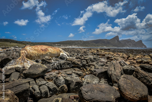 Panorama Buffels Bay with a dead whale, Cape Point, Cape Town, South Africa photo