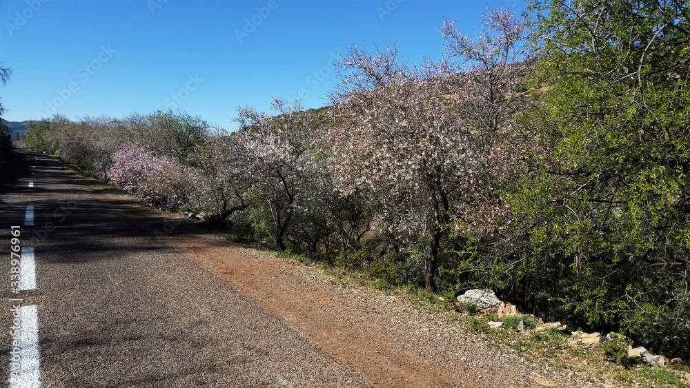 L'amandier (Prunus dulcis) est une espèce d'arbres de la famille des Rosaceae, dont les fleurs d'un blanc rosé, apparaissent avant les feuilles. Photo prise au sud du maroc au mois de fevrier 2019.
